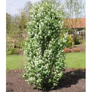 BALDUR Garten 1x Felsenbirne Amelanchier Obelisk®, Pflanze im 3 Liter-Topf | Trendpflanze mit Blüte & Frucht, wächst säulenförmig, winterhart, dekorativ, pflegeleicht, mehrjährig