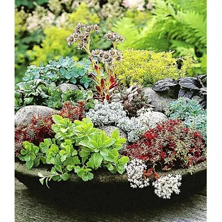 BALDUR Garten 6er Winterharte Sedum-Mischung, Pflanzen im 9x9 cm-Topf | Fetthennen Hauswurz Stauden Sortiment, winterharte mehrjährige Stauden, pflegeleicht, trockenheitsverträglich
