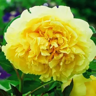 Päonie Paeonia Pfingstrose Blumen Rhizom Staude Blüten Päonie Prima Vera 1 St. - Gelb