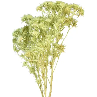 Trockendeko Wilde Distel Hellgrün 85g - Trockenblumen, Dekoration, künstliche Blüten