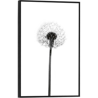 Reinders! Gerahmtes Bild SIMPLONA, Schwarz - Weiß - 20 x 30 cm - Pusteblume