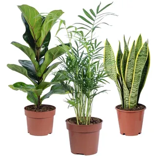 Flowerbox Zimmerpflanze Bergpalme, Geigenfeige, Bogenhanf, 3er-Set, pflegeleicht - Höhe ca. 40 cm, Topf Ø 12 cm