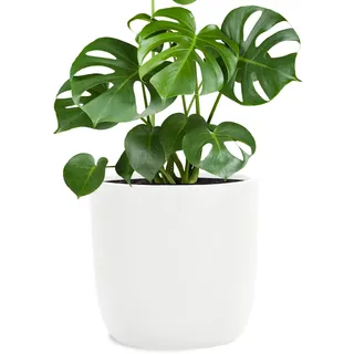 Pflanzwerk® Pflanzkübel Fiberglas Weiss Cup Ø51x49cm *Frostbeständige Blumenkübel* *Deutsche Premiumqualität* *Lotus-Effekt Imprägnierung*