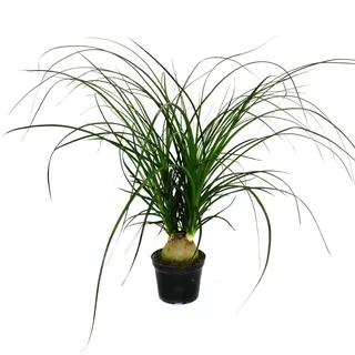 Kleiner Elefantenfuss Beaucarnea recurvata Nolina 12cm Topf Kugel