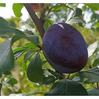 HagantaS, Riesenpflaume, kleinbleibender Pflaumenbaum, 120-140cm im 10L Topf