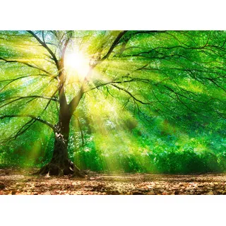 ascreation Fototapete Wald Sonnenstrahlen Grün Gelb Braun 3,50 m x 2,55 m FSC®