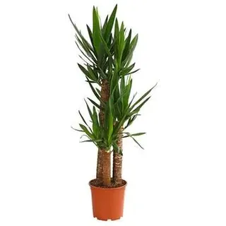 Yucca-Palme - Yucca elephantipes, Grün