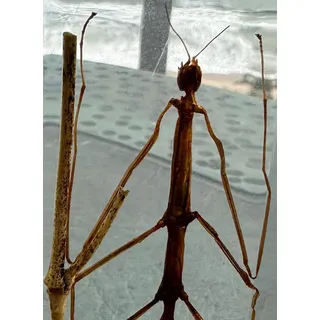 HQRP 110 mm echtes Stabheuschrecken-Phasmatodea-Käferchen in kristallklarem Lucite-Harz, Briefbeschwerer, konserviertes Insekt, Taxidermie-Sammlung, Biologie, Wissenschaft, Bildung