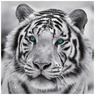 Leinwandbild VINCENT, Schwarz - Weiß - 35 x 35 cm - Tiger