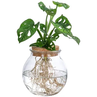 Dehner Waterplant Fensterblatt, im Kugelglas, Ø Monstera adansonii, Wasserpflanze im Kugelglas Grün