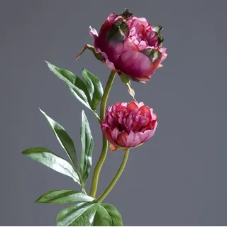 Pfingstrose mit 2 Blüten 60cm Fuchsia DP Kunstblumen Seidenblumen künstliche Blumen Päonie