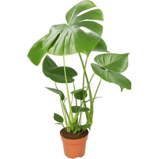 Monstera deliciosa | Fensterblatt | ca. 55-70 cm | ø 12-15 cm Topf | Pflegeleichte Zimmerpflanzen für Wohnung und Büro | Qualität vom Pflanzen Profi | Ideale Raumbegrünung