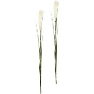 Flair Flower Kunstpflanze I.GE.A. "Pampas", weiß, 6 x 6 x 125 cm, 2-Einheiten