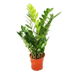 Exotenherz Zimmerpflanze Zamioculcas zamiifolia - Zamio Palme - Zamio Farn 14cm Topf