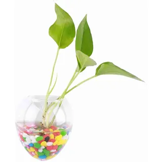Hängevase Wandvase aus Glas, Transparent, für Blumen und Pflanzen, Hausdekoration und Garten, verschiedene Formen