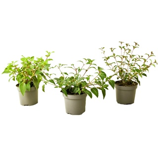 Plant in a Box Fuchsie - Fuchsia magellanica 3er Set Höhe 10-20cm