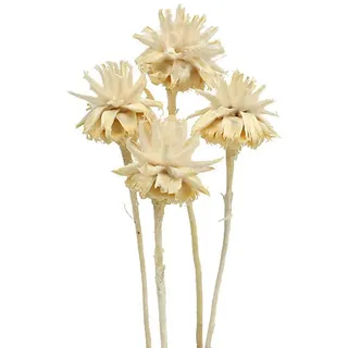 Trockenblume Gebleichte Plumosum Holzblumen, Dekorative Trockenblüten für, 25 Stück, Florists Products, Höhe 1 cm