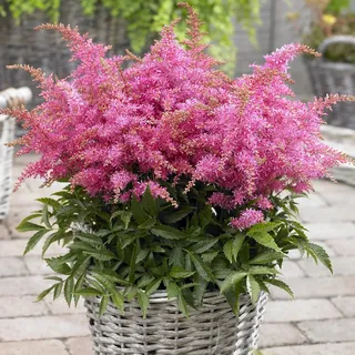 GardenersDream Rosa Astilbe Pflanze im Topf – Federleichte, farbenfrohe Gartenpflanze – Winterharte, mehrjährige Outdoor-Blühpflanze für Waldgärten, Beete (inkl. 11 cm Topf)