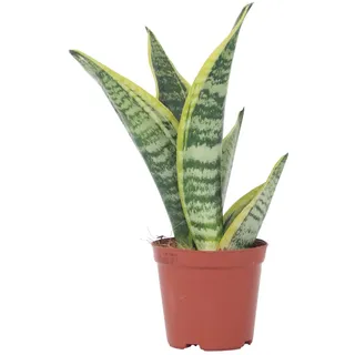 Plant in a Box - Sansevieria 'Futura Superba' - Zimmerpflanzen - Pflegeleicht - Gelblicher Bogenhanf - Topf 12cm - Höhe 35-40cm