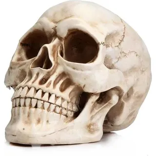 Totenkopf Schädel Modell Kunstharz Klassisch