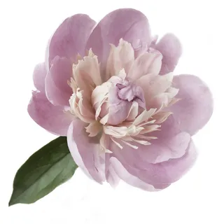 Wandtattoo QUEENCE "Alena" Wandtattoos Gr. B/H: 90 cm x 90 cm, Blume, rosa Wandtattoos Natur