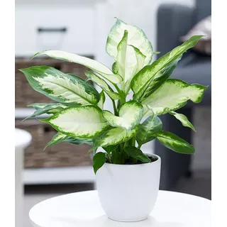 BALDUR Garten Zimmerpflanze Dieffenbachie 'Camilla', 1 St., Dieffenbachia, pflegeleicht bunt