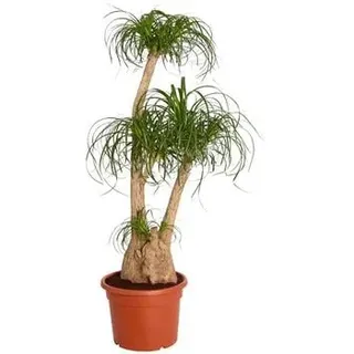 Elefantenfuß - Beaucarnea recurvata, verzweigt