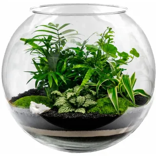 Kugelvase Glas Ø 30cm H: 24,5cm 12L Blumenvase Kugelaquarium Fischschale Fischglas Terrarium Vase Hydrokultur Vase Bowleschale