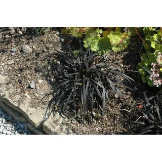 Pflanzen Für Dich Bodendecker Ophiopogon planiscapus 'Nigrescens'