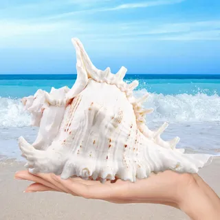 Natürliche Muscheln,18-20cm Große Natürliche Muschelschalen,Große Muscheln Zum Basteln,Riesige Ocean Muschel Für DIY Handwerk Dekor,Strand-Mottopartys,Hochzeitsdekor