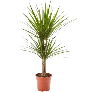 AIRY Drachenbaum (Dracaena marginata) • Luftreinigende Pflanze • Topf-Ø ca. 17cm, Höhe mit Topf ca. 65cm • Zimmerpflanze in gärtnerischer Qualität • Sicherer Pflanzenversand durch deutsche Gärtnerei