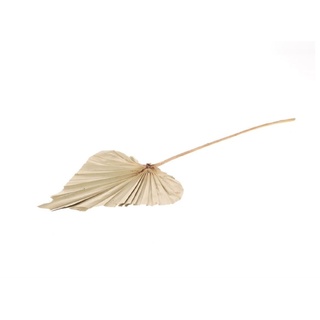 Trockenblume Plamneblatt "Speer", groß, Breite ca. 20-25 cm, Länge ca. 45-60 cm Palmenwedel, NaDeco