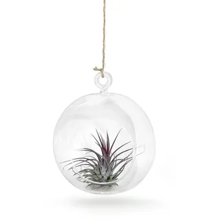 meinvipshop Hängedekoration Glaskugel 1er-Set mit Tillandsien (Set, 1er Set mundgeblasene Glaskugeln 12cm Ø mit einer echten Tillandsia)