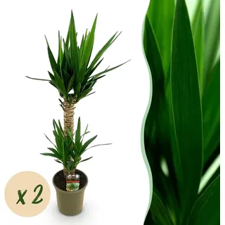 Yucca elephantipes - Yucca - Pflegeleicht - Grün - 2 Pflanzen - 85-95cm - Ø19cm - Zimmerpflanze - Immergrün