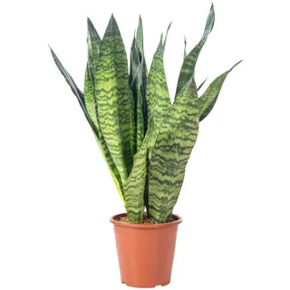 Flowerbox Bogenhanf - Sansevieria zeylanica ca. 65 cm, Topf-Ø 17 cm