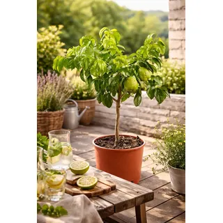 Blumen-Senf Bergamotte 70-100 cm – Citrus Bergamia Fantastico – Duftende Zitruspflanze, Ideal für Tee, Aromatherapie & Gartenpflege