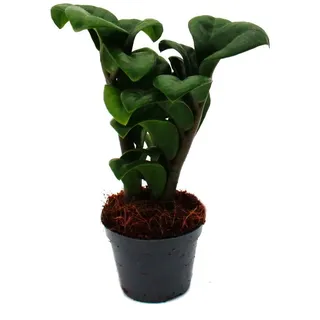 Mini-Pflanze Zamio Palme Zamioculcas zamiifolia Glücksfeder pflegeleicht Baby-Plant 5,5cm Topf