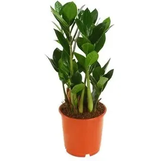 Glücksfeder - Zamioculcas zamiifolia, Grün