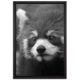 Pixxprint wunderschöner roter Panda schwarz, weiß Leinwandbild 60x40 cm im Bilderahmen, Wandbild, Schattenfugenrahmen, Kein Poster