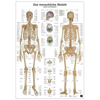 Anatomie-Lerntafel/Skelett