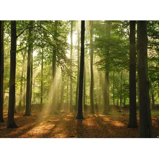Papermoon Vlies- Fototapete Digitaldruck 350 x 260 cm, Forest in the Morning
