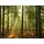 Vlies Digitaldruck 350 x 260 cm