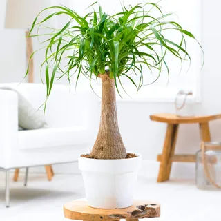 Beaucarnea Recurvata 40 – 50 cm Elefantenfuß Zimmerpflanze Geschenk Grün