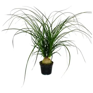 Exotenherz Zimmerpflanze Kleiner Elefantenfuss Beaucarnea recurvata Nolina 12cm Topf grün