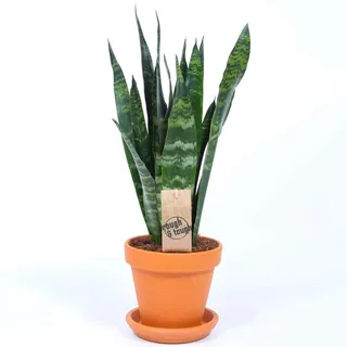 Sansevieria schwarze koral Schlangen Pflanze für Zuhause oder Büro (30-40cm mit Topf)