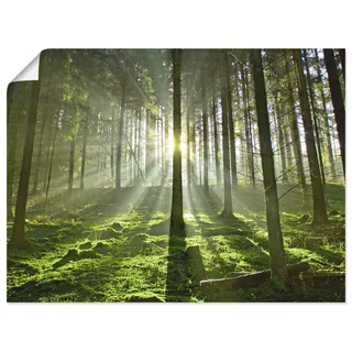 Wandbild ARTLAND "Wald im Gegenlicht", grün (farbe bild(er): grün), B:80cm H:60cm, Bilder, als Leinwandbild, Poster in verschied. Größen