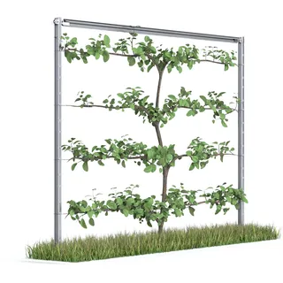Kiwiri RANKI TM - Rankhilfe für Kletterpflanzen - Spalier auf Plantagenstandard für Wein, Kiwi, Kiwibeeren, Rosen, Clematis, Spalierobst (1-Feld (2,5 Meter))