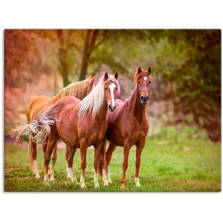 Artland Wandbild Pferde in den Feldern I, Haustiere (1 St), als Leinwandbild, Poster, Wandaufkleber in verschied. Größen braun 40 cm x 30 cm