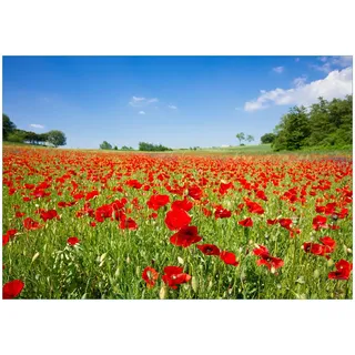 Wallario Vliestapete Mohnblumenfeld- rote Blumen unter blauem Himmel, Seidenmatte Oberfläche, hochwertiger Digitaldruck, in verschiedenen Größen erhältlich grün 3 m x 2.1 m