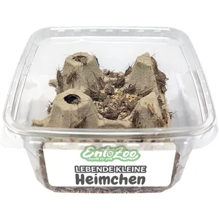 EntoZoo - Lebende Heimchen/Grillen (Acheta domesticus) – Futtertiere für Reptilien, Vögel, Fische, Hühner & Wildtiere – natürliche Proteinquelle, deutsche Zucht, 500 STK. Größe: Klein